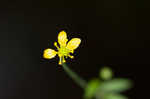 Mississippi buttercup